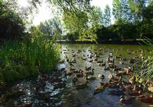 going quackers at blenheim palace...